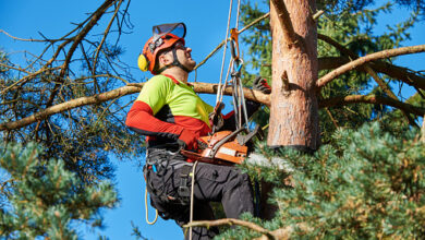Tree Trimming & Removal Services