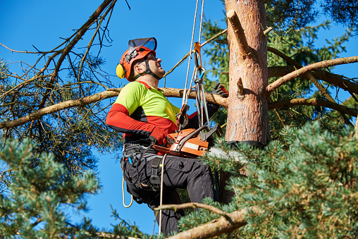 Tree Trimming & Removal Services